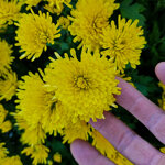 chrysanthemum-loya-yellow
