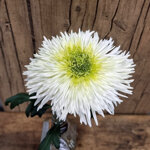 chrysanthemum-sheena