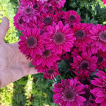 chrysanthemum-stresa-purple