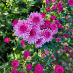 chrysanthemum-souffl