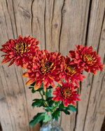 chrysanthemum-bartoli