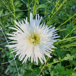 chrysanthemum-anabel