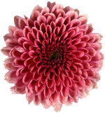 chrysanthemum-calimero-lobster