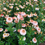 chrysanthemum-doria-white