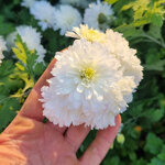 chrysanthemum-weiss-nebelrose