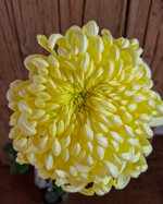 chrysanthemum-vienna-cream