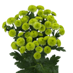chrysanthemum-boane-minty