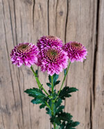 chrysanthemum-jeanny-pink