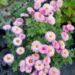 chrysanthemum-anjas-bouquet