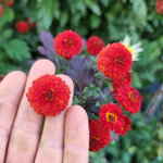 chrysanthemum-julie-lagravre