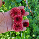 chrysanthemum-doria-cherry