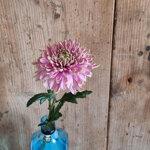 chrysanthemum-rossano-dark-charlotte
