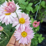 chrysanthemum-vagabond-prince