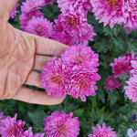 chrysanthemum-schweizerland
