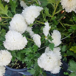 chrysanthemum-morifolium-flore-pleno