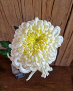 chrysanthemum-vienna-white