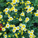 chrysanthemum-psycho