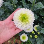 chrysanthemum-alibaba