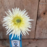 chrysanthemum-sheena