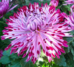 chrysanthemum-santosh