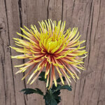 chrysanthemum-saffina