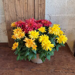 chrysanthemum-marina-red