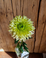 chrysanthemum-alvera
