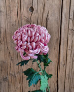 chrysanthemum-vienna-pink