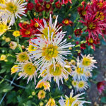chrysanthemum-annecy-white