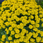 chrysanthemum-verdissimo