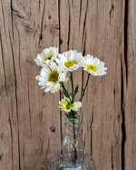 chrysanthemum-rossi-white