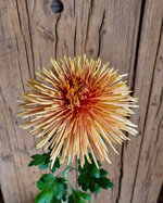 chrysanthemum-spider-bronze