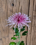 chrysanthemum-spider-pink