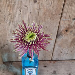 chrysanthemum-baltazar