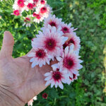 chrysanthemum-podolsk