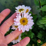 chrysanthemum-00823