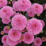 chrysanthemum-calimero-classic