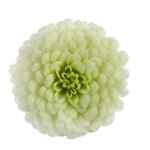chrysanthemum-smarty-white
