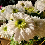 chrysanthemum-licorne-blanche