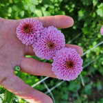 chrysanthemum-doria-pink