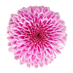 chrysanthemum-calimero-classic