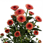 chrysanthemum-calimero-salmon