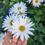 chrysanthemum-elaines-hardy-white