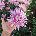 chrysanthemum-cipria