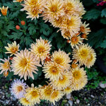 chrysanthemum-sweety-peach