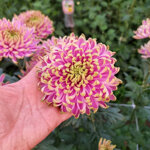 chrysanthemum-rossano-dark-charlotte