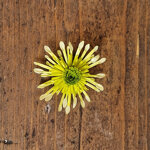 chrysanthemum-splash-minty