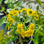 chrysanthemum-nankingense