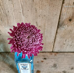 chrysanthemum-couture