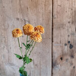 chrysanthemum-doria-orange